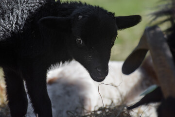 Adorable little newborn sheep lambs in the hay - 590864483