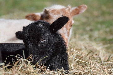 Adorable little newborn sheep lambs in the hay - 590864642