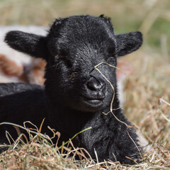 Adorable little newborn sheep lambs in the hay - 590864672