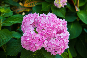Hydrangea flowers blossom. Garden in summer street town.