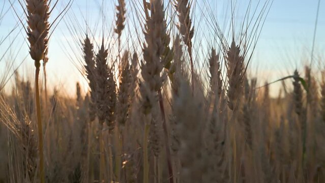 Wheat colossus in the evening. 4k vidoe footage in slow motion