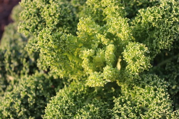 Kale growing in a permaculture patch in the garden
