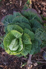 Naklejka premium Brussels sprouts grown in the garden, top view
