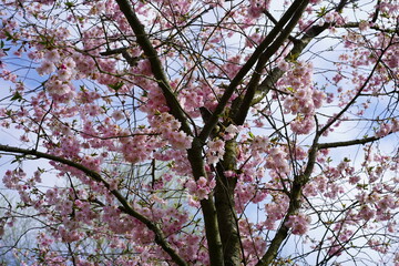 Japanischer Kirschbaum mit rosafarbenen Blüten im Frühling in der Stadt Oranienburg in Brandenburg