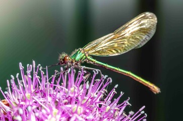 Dragonfly on a prickly purple flower.