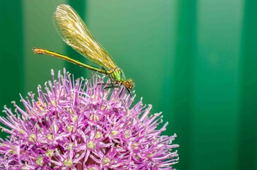 Tiny dragonfly close up on a flower in summer.