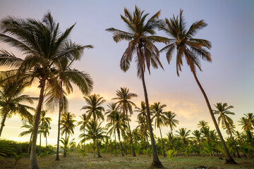 Obraz na płótnie Canvas Palm plantation