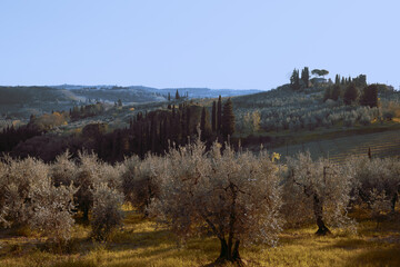 Tuscan hill with olive trees