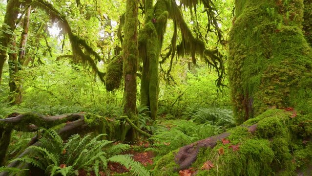 Rain forest in Olympic National Park, Washington, United States. Camera moves along path among trees overgrown with moss and bushes. 4K gimbal shot