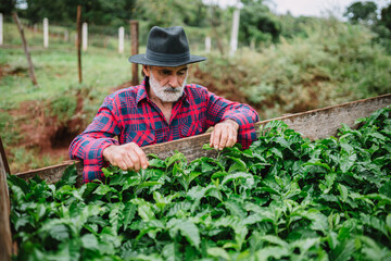 Portrait of Brazilian farmer man in the casual shirt in the farm analyzing coffee seedlings.