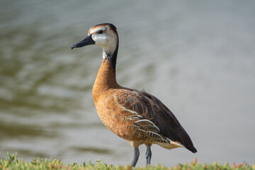 Fulvous and White-faced Whistling Duck Hybrid (Dendrocygna viduata) (Dendrocygna bicolor)