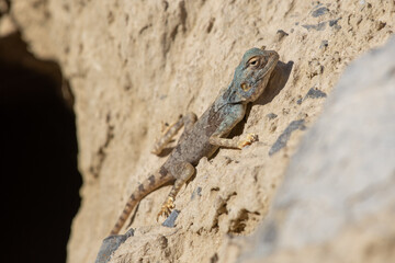 East Arabian Desert agama (Pseudotrapelus jensvindum) on a rock