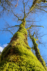 fairy tree in the green moss on blue sky background close up view