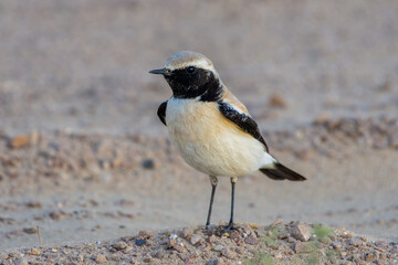 Desert Wheatear (Oenanthe deserti) in the united arab emirates