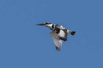 Pied Kingfisher (Ceryle rudis) a water kingfisher in flight.