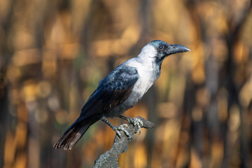 A house crow (Corvus splendens), also known as the Indian, greynecked, Ceylon or Colombo crow.