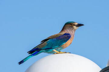 Indian roller (Coracias benghalensis) stands on on pole with bright blue sky in the Middle East