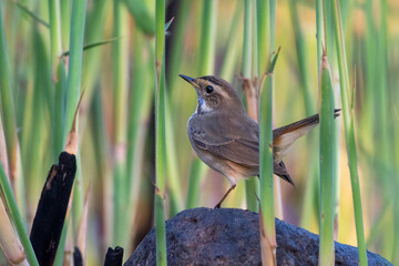 A Bluethroat (Luscinia svecica) close up in the sand in the United Arab Emirates.