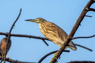 Squacco Heron (Ardeola ralloides) perched in a tree