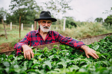 Portrait of Brazilian farmer man in the casual shirt in the farm analyzing coffee seedlings.