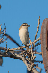 A red-tailed shrike or Turkestan shrike (Lanius phoenicuroides) in the trees in the middle east.