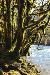 fairy trees in the green moss on the bank of a mountain river