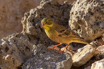 Ortolan Bunting (Emberiza hortulana) close up on the rocks.
