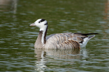 Obraz premium Bar-headed goose (Anser indicus a central asian goose