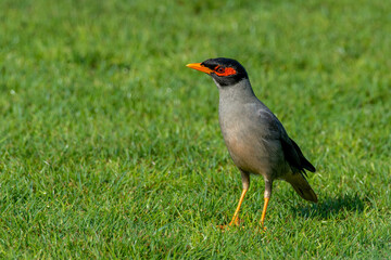 Bank myna (Acridotheres ginginianus) close up on the grass.