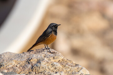 Black Redstart (Phoenicurus ochruros) male on rock.