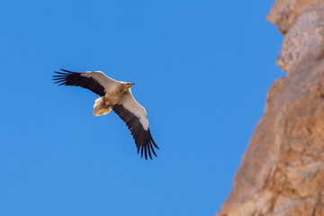 An Egyptian vulture (Neophron percnopterus), also called the white scavenger vulture or pharaoh's chicken in flight on Jebal Hafeet in the UAE.