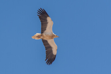 Fototapeta na wymiar An Egyptian vulture (Neophron percnopterus), also called the white scavenger vulture or pharaoh's chicken in flight on Jebal Hafeet in the UAE.