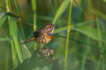A Bluethroat (Luscinia svecica) close up in the sand in the United Arab Emirates.