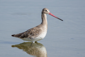 A black-tailed godwit (Limosa limosa) wading in the water at sunset.