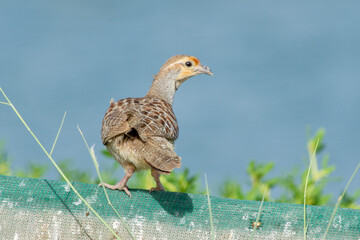 A grey francolin (Ortygornis pondicerianus) in the desert.