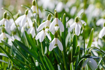 Snowdrops (Galanthus nivalis) flowers in spring time. Snowdrops blooms in the spring garden