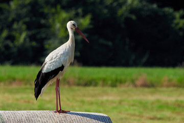 White stork on straw bale ( Ciconia ciconia )