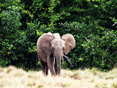 Lone elephant in Gabon's Loango National Park