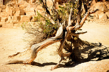 Ancient Pinon Pine Tree Grand Canyon Arizona