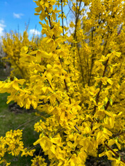 Spring or summer background. Yellow flowers in the garden. Close-up.