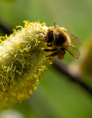 Pszczoła na kwiatach wierzby - obrazy, fototapety, plakaty