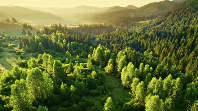 Mountain forest in the rays of the rising sun. Aerial morning shot of green trees and mountains. Summer nature background, Ukraine