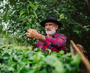 Naklejka na ściany i meble Portrait of Brazilian farmer man in the casual shirt in the farm analyzing coffee seedlings.