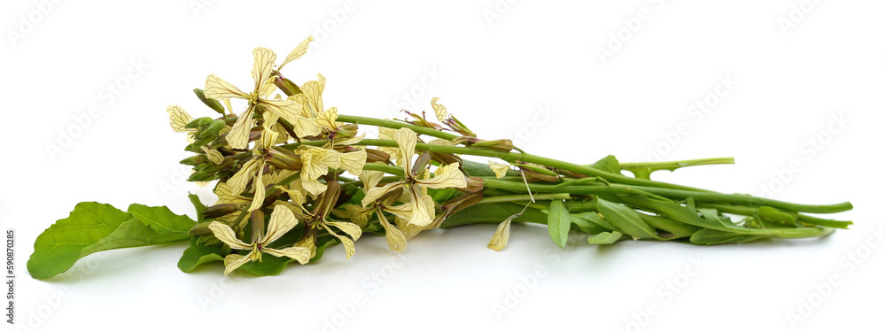 Poster Arugula flowers and leaves.