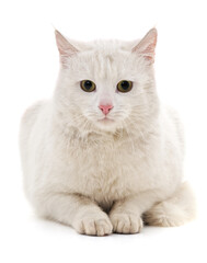 One white kitten.