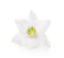 Fototapeta na wymiar White aspidistra flower.