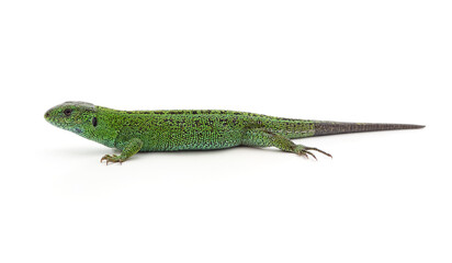 Naklejka premium One green lizard.