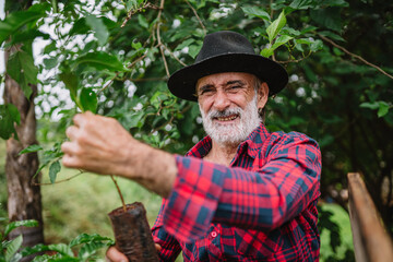 Portrait of Brazilian farmer man in the casual shirt in the farm analyzing coffee seedlings.