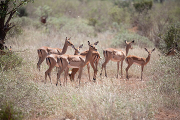 Naklejka na ściany i meble A herd of gazelles early in the morning roams the savannah in a national park, photographed on a safari in Kenya Africa