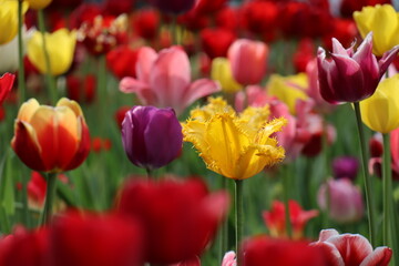 Lots of colorful tulips in the flower bed.